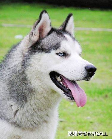 我是一头善变的狼:明尼苏达森林狼队徽演变史